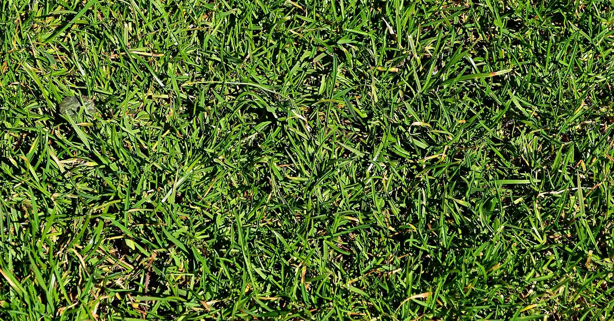 grass, lawn, green